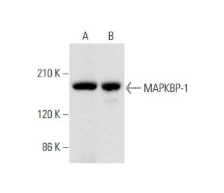 MAPKBP-1 Antibody (B-4) - Western Blotting - Image 332749 