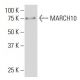 MARCH10 Antibody (55-Y) - Western Blotting - Image 33883 