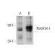 MARCH10 Antibody (55-Y) - Western Blotting - Image 385126 
