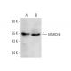 MARCH4 Antibody (A-1) - Western Blotting - Image 333423 