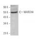 MARCH4 Antibody (A-1) - Western Blotting - Image 372931