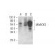 western blotting image from recommended MARCKS (C-6) monoclonal antibody replacement. Image 393521