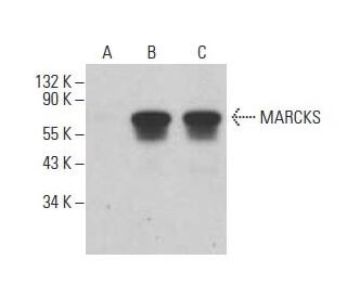 MARCKS Antibody (C-6) - Western Blotting - Image 394104 