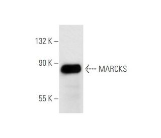 MARCKS Antibody (JK-8) - Western Blotting - Image 58326 