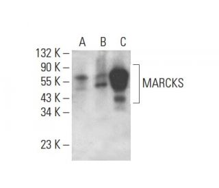 western blotting image from recommended MARCKS (C-6) monoclonal antibody replacement. Image 393521