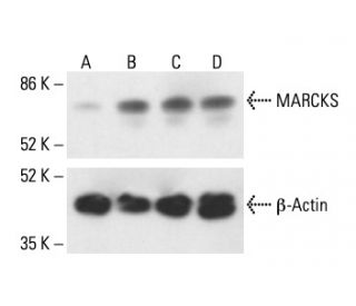 MARCKS Antibody (C-6) - Western Blotting - Image 411981