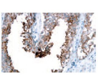 MARCKSL1 Antibody (K53) - Immunohistochemistry - Image 53971 