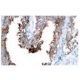MARCKSL1 Antibody (K53) - Immunohistochemistry - Image 53971 