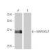 MARCKSL1 Antibody (K53) - Western Blotting - Image 54012