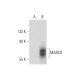 MARCO Antibody (F-3) - Western Blotting - Image 300543