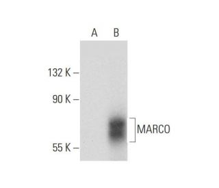 MARCO Antibody (F-3) - Western Blotting - Image 300543SAM Transcription Activation: SAM system utilizing dCas9-VP64, MS2-P65-HSF1, and sgRNA for precise gene transcription activation. 