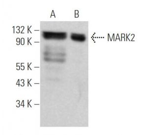 MARK2 Antibody (B-1) - Western Blotting - Image 365613 
