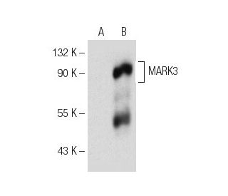MARK3 Antibody (F-6) - Western Blotting - Image 154058 