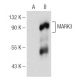 MARK3 Antibody (F-6) - Western Blotting - Image 154058 