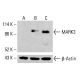 MARK3 Antibody (F-6) - Western Blotting - Image 414740