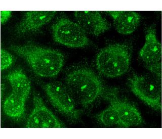 MARK3 Antibody (G-11) - Immunofluorescence - Image 145109 