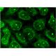 MARK3 Antibody (G-11) - Immunofluorescence - Image 145109 