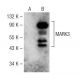 MARK3 Antibody (G-11) - Western Blotting - Image 141572 