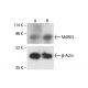 MARK3 Antibody (G-11) - Western Blotting - Image 411996