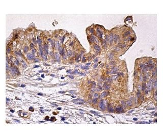 MARK3 Antibody (G-7) - Immunohistochemistry - Image 158595 