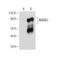 MARK3 Antibody (G-7) - Western Blotting - Image 154056 