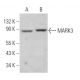 MARK3 Antibody (G-7) - Western Blotting - Image 366239