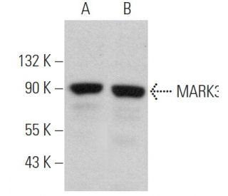 MARK3 Antibody (F-6) - Western Blotting - Image 366134