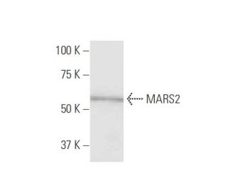 MARS2 Antibody (7C3) - Western Blotting - Image 347633 