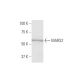 MARS2 Antibody (7C3) - Western Blotting - Image 347633 