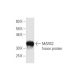 MARS2 Antibody (7C3) - Western Blotting - Image 350320