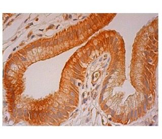 MAS1 Antibody (G-1) - Immunohistochemistry - Image 302243 