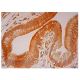 MAS1 Antibody (G-1) - Immunohistochemistry - Image 302243 