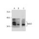 MAS1 Antibody (G-1) - Western Blotting - Image 288593