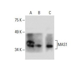MAS1 Antibody (G-1) - Western Blotting - Image 288593SAM Transcription Activation: SAM system utilizing dCas9-VP64, MS2-P65-HSF1, and sgRNA for precise gene transcription activation. 