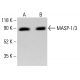 MASP-1/3 Antibody (F-12) - Western Blotting - Image 413812 