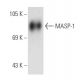 MASP-1/3 Antibody (G-7) - Western Blotting - Image 109115