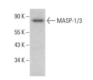 MASP-1/3 Antibody (G-7) - Western Blotting - Image 379951 