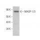 MASP-1/3 Antibody (G-7) - Western Blotting - Image 379951 