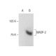 MASP-2 Antibody (B-10) - Western Blotting - Image 286881
