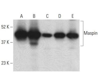 Maspin Antibody (C-8) - Western Blotting - Image 398990 