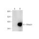 Maspin Antibody (E-10) - Western Blotting - Image 70187