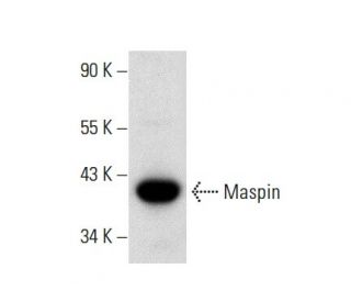 western blotting image from recommended Maspin (C-8) monoclonal antibody replacement. Image 135761