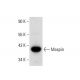 Cet anticorps polyclonal n'est plus commercialisé. Voir l'anticorps monoclonal <a href="maspin-antibody-c-8">Maspin (C-8)</a> que nous recommandons (données d'échantillonnage indiquées). western blotting image from recommended Maspin (C-8) monoclonal antibody replacement. Image 135761