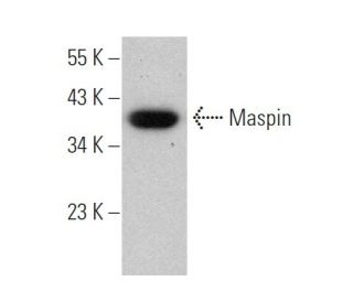 Maspin Antibody (C-8) - Western Blotting - Image 372592
