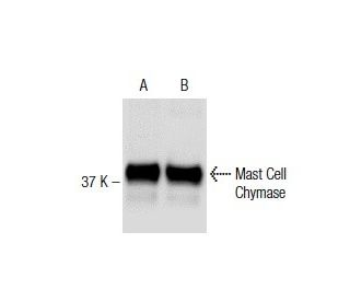 Mast Cell Chymase Antibody (CC1) - Western Blotting - Image 137488