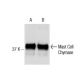 Mast Cell Chymase Antibody (CC1) - Western Blotting - Image 137488