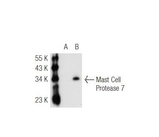 Mast Cell Protease 7 Antibody (CC40) - Western Blotting - Image 45373