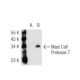 Mast Cell Protease 7 Antibody (CC40) - Western Blotting - Image 45373