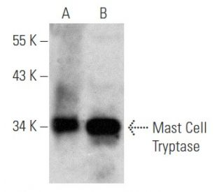 Mast Cell Tryptase Antibody (3H2643) - Western Blotting - Image 354857 