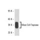 Mast Cell Tryptase Antibody (AA1) - Western Blotting - Image 17545
